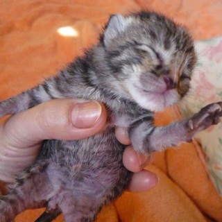 元気なキジトラ赤ちゃんです。