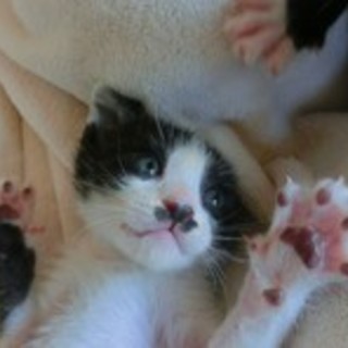 白黒4兄妹・うさぎシッポの男の子☆プリン君