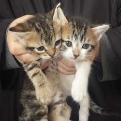 今年最初の子猫たち保護