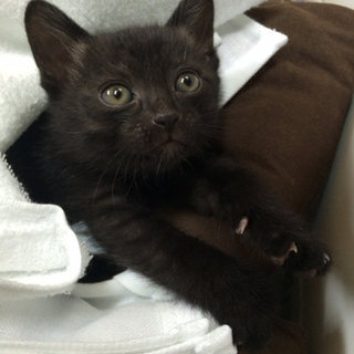 クロネコの赤ちゃん（男の子）