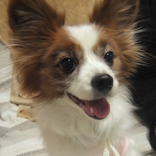 ビビリだけど、とっても元気なパピヨンです☆