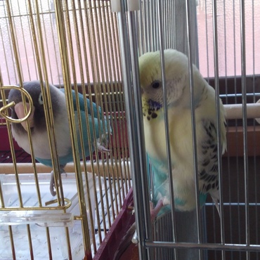 ボタンインコのぶりたんが気になってしょうがないセキセイのおもち。また怒られちゃうよ〜w