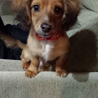 生後5ヶ月の可愛いわんちゃんです