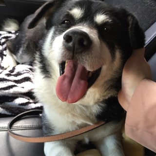 人が大好き愛嬌たっぷり！お散歩大好き★