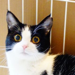 【募集中止中！】★上級者向け☆貴公子★