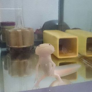 無事譲渡されました。ご応募ありがとうございました。