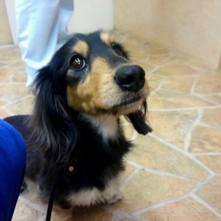 M.ダックス♂4歳のリク♡ご家族さま決定！