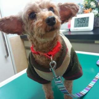 トイプードル♀推定5歳のモカご家族さま決定！