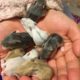 ジャンガリアン里親様募集します