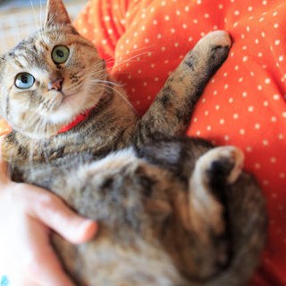 元気で懐こい女の子