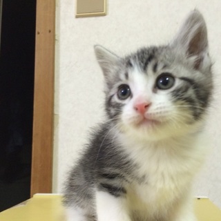 子猫ちゃんの里親さん探しています。