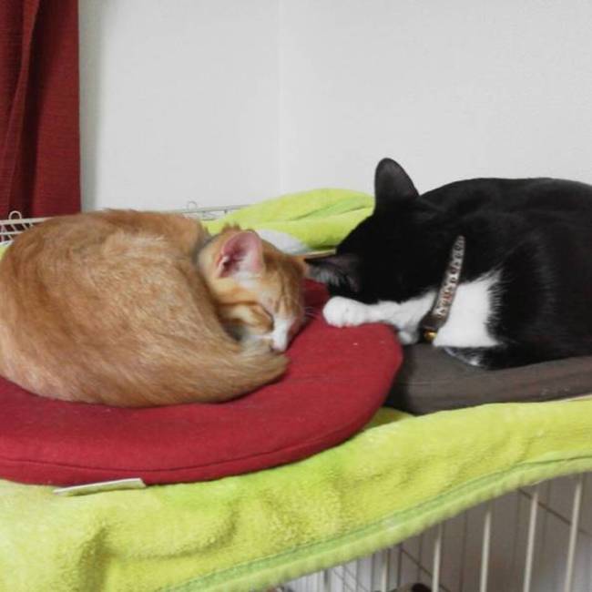 岡町子のカバー写真