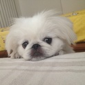 真っ白かわいいペキニーズ