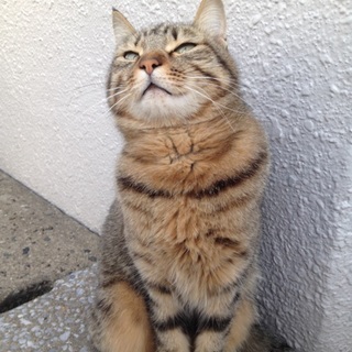 前足が麻痺した野良猫ちゃん