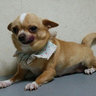 チワワの里親募集