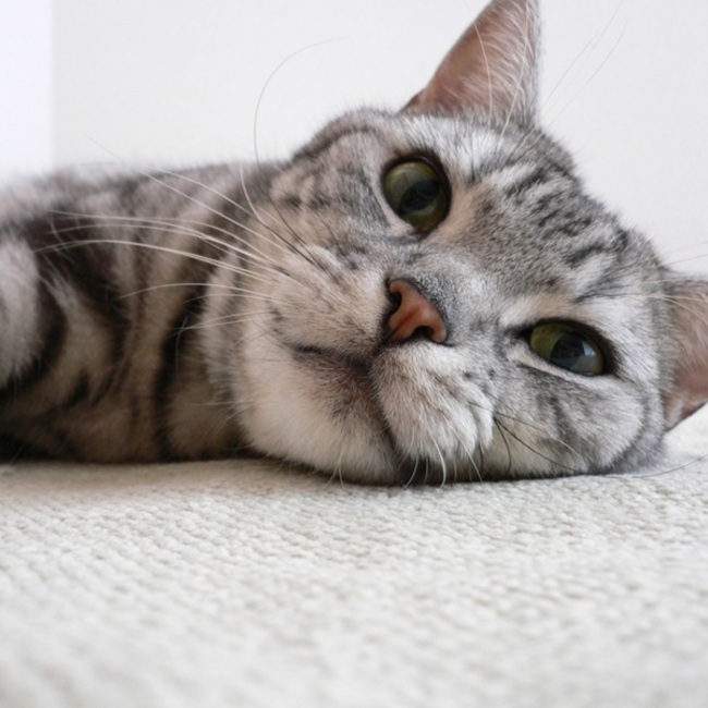 Minmintanのカバー写真