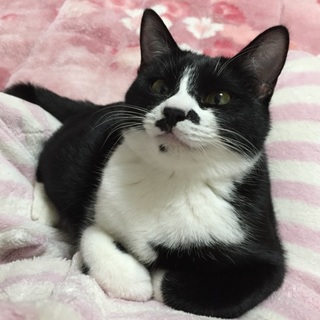 元気な子猫です。