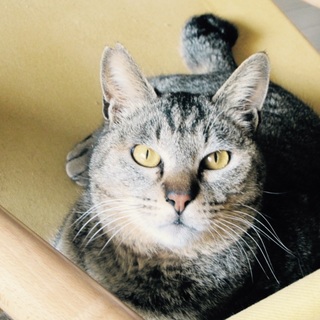 猫が大好き、若年寄のぽちゃ猫トラちゃん