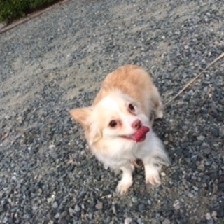 新しい家族になって下さい！！