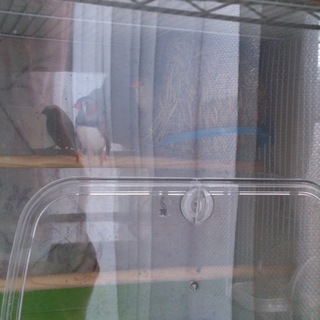 キンカチョウ 雛 2羽