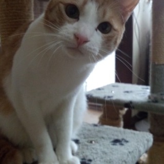 やんちゃで遊びすぎ、元気すぎる茶白ちゃん(１歳半）