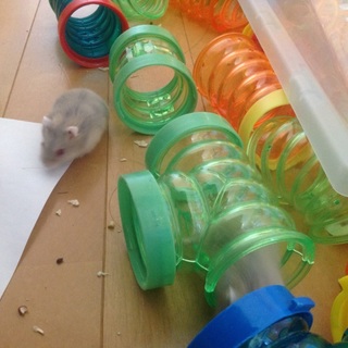 赤目の子供ジャンガリアンハムスター