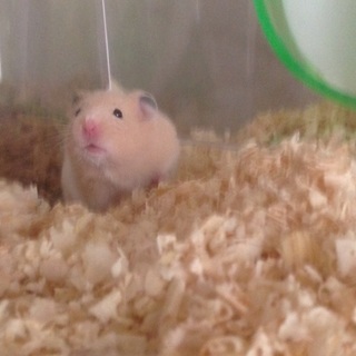 白とベージュの斑✴︎ゴールデンハムスター