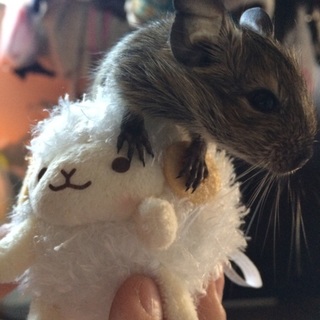 デグーの赤ちゃん！離乳したばかりです。