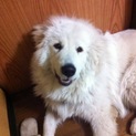 グレートピレニーズ里親さん大至急募集！ 