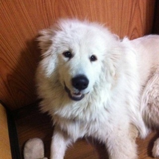 グレートピレニーズ里親さん大至急募集！ 