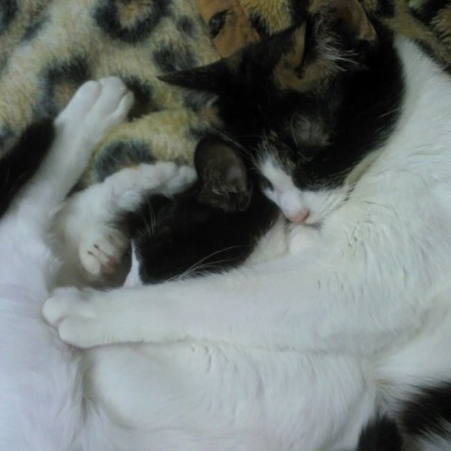 みぃのカバー写真