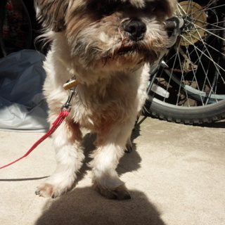 大至急！捨て犬です！