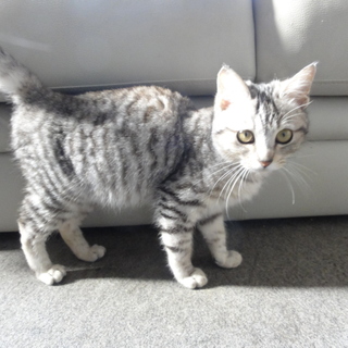 大人しくて綺麗な猫です。