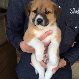 2015.2.18生まれの子犬です！