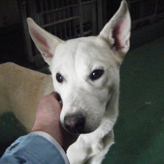 譲渡されたそうです！！