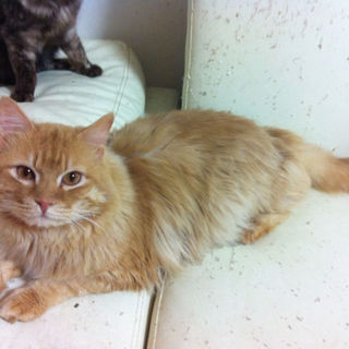 保護猫から生まれた成猫です（こむぎ君）