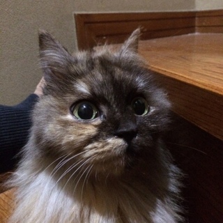 保護猫から生まれた成猫です（だいずさん）