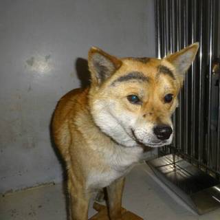 里親さん決定しました。