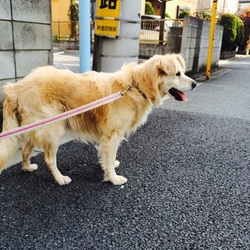 お見合い＆トライアル