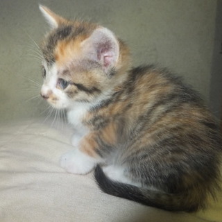3/1生まれの子猫ちゃんです