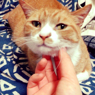 穏やかで健気な茶白の女の子（２才）