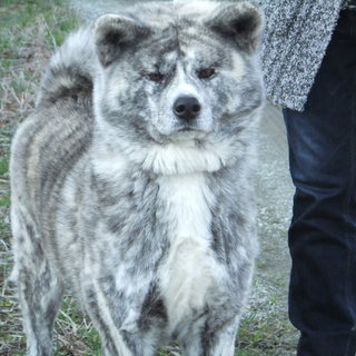 　大変穏やかな性格で女性でも散歩が楽に出来ます。