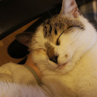 フワフワクリーミーな白ブチの女の子（７ヶ月）