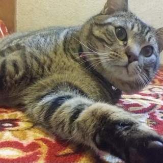 猫エイズ未発症甘えん坊キジトラ