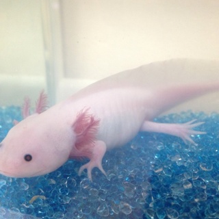 ウーパールーパーのこたろうです！