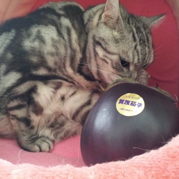 これが加茂なす かぁーーー