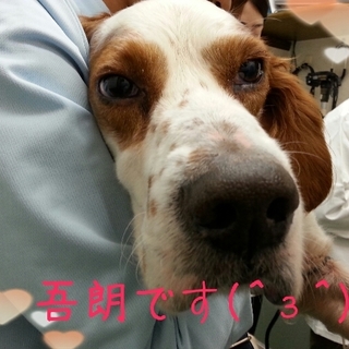 大人しいセッターの男の子