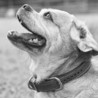 クミーゴの保護犬ブログ(保護活動者)