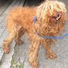 可愛いプードルの男の子 サムネイル3