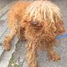 可愛いプードルの男の子 サムネイル5